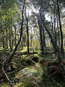 Birch Trees in the Scottish Highlands